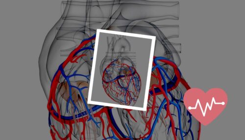 Naczynia wieńcowe: podłoże, objawy i leczenie choroby wieńcowej!