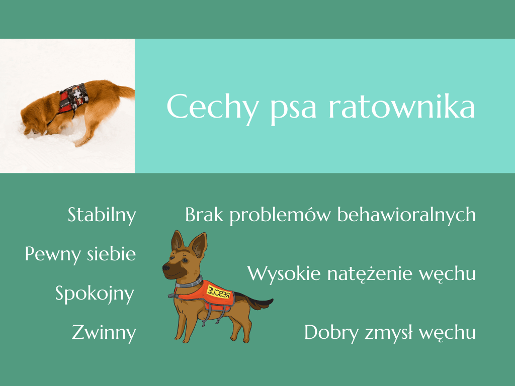 cechy psa ratownika w skrócie: stabilny, pewny siebie, spokojny, zwinny, brak problemów behawioralnych, wysokie natężenie węchu, dobry zmysł węchu