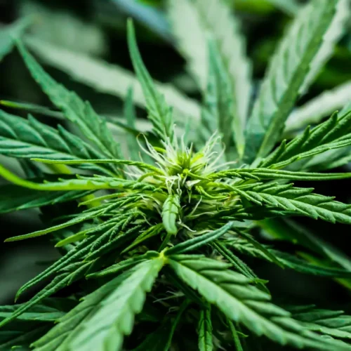 Nazwy nasion marihuany – co znaczą?